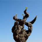 Old vine